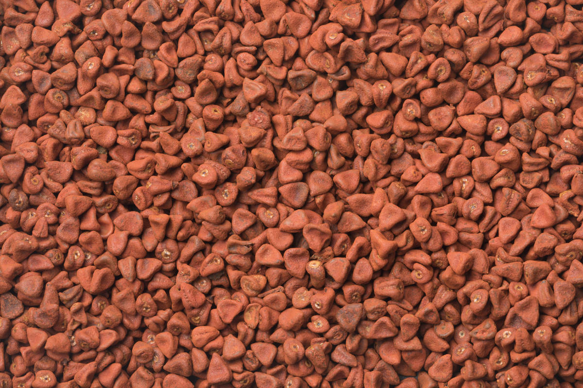 Découvrez les bienfaits des graines d&rsquo;annatto pour votre santé