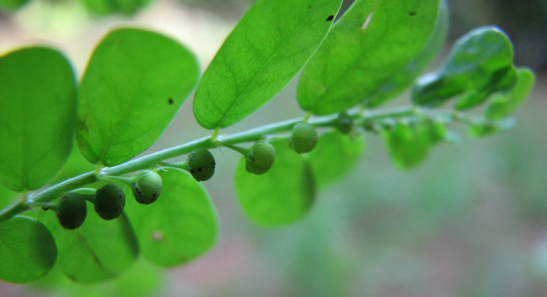 Chanca piedra, cette exceptionnelle plante pour soulager les reins