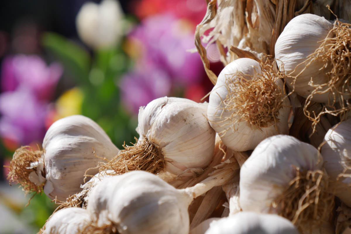 Pourquoi manger de l&rsquo;ail est aussi bénéfique pour notre santé