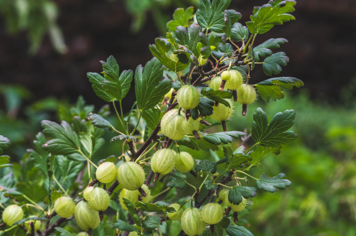 L&rsquo;amla en poudre, ce secret ayurvédique pour la vitalité, la peau et des cheveux fortifiés